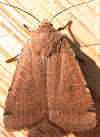 One-dotted Dart